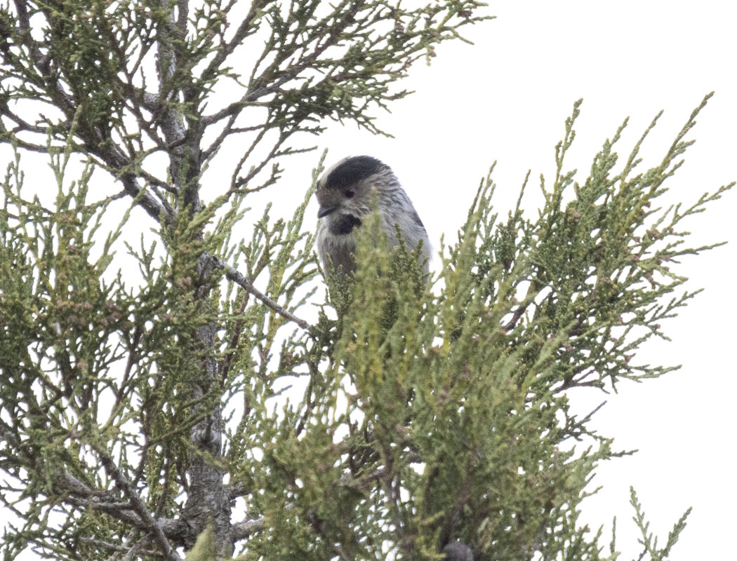 Long-tailed Tit