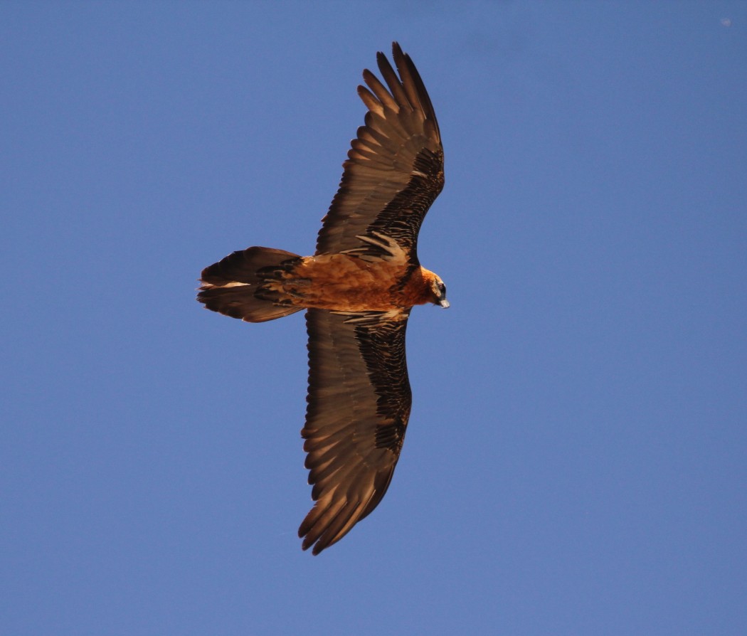 Bearded Vulture