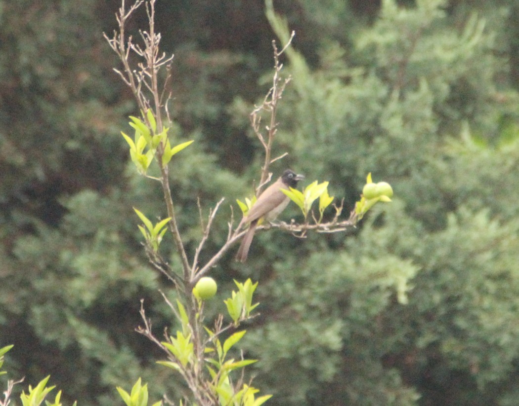 White-spectacled Bulbul