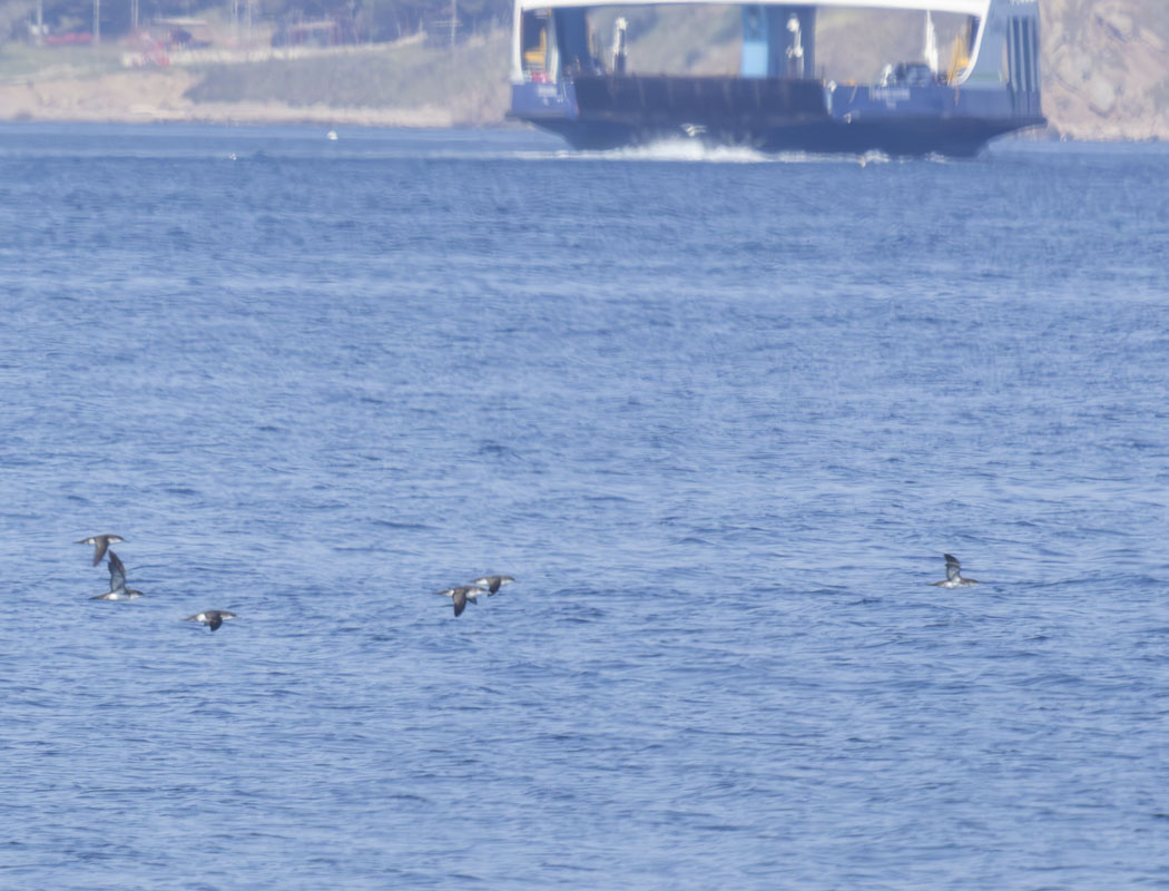 Yelkouan Shearwater