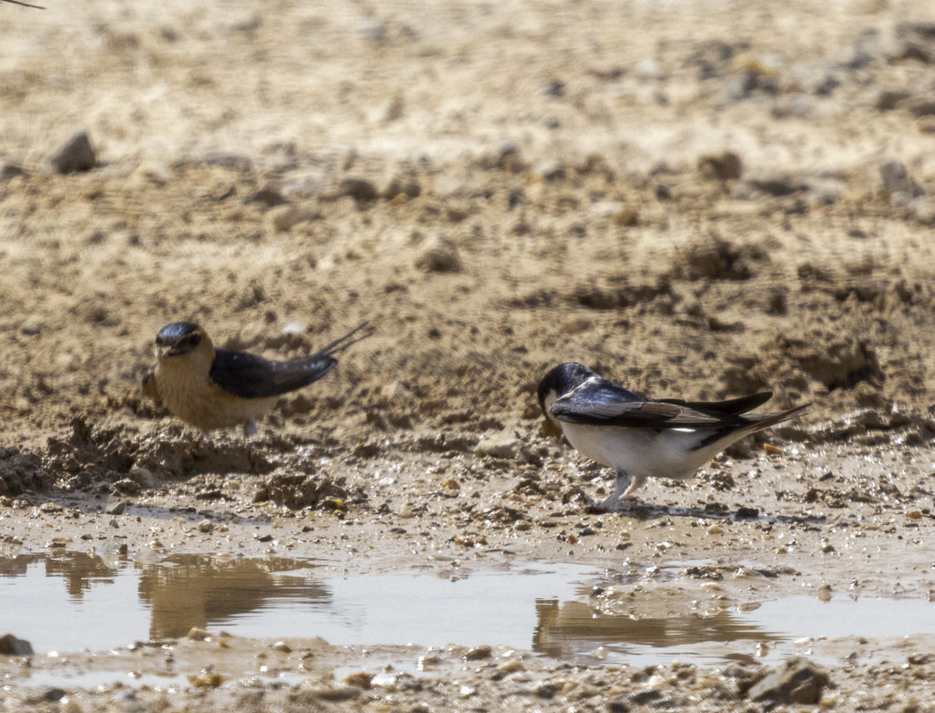Western House Martin