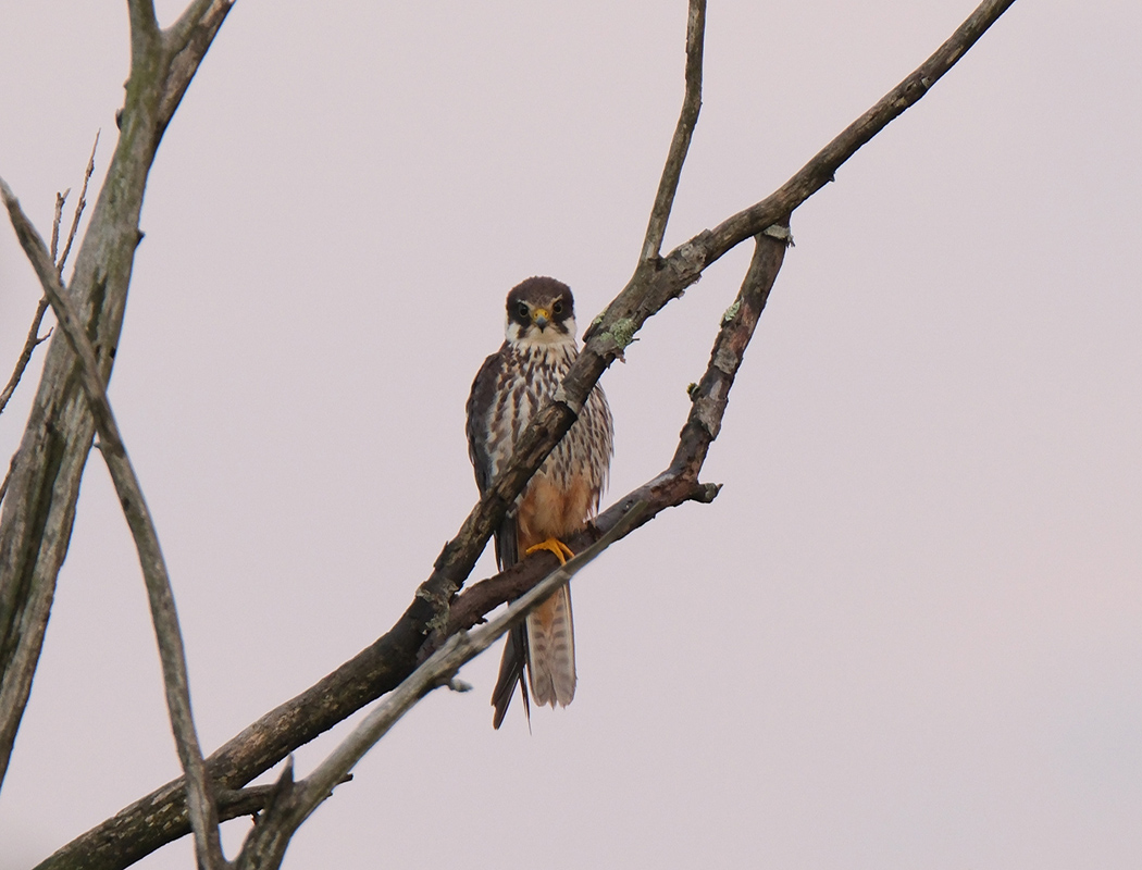 Eurasian Hobby