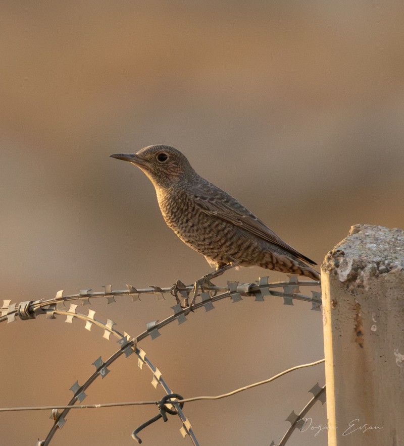 Blue Rock Thrush