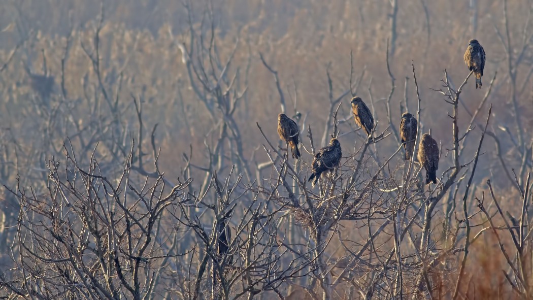 Black Kite