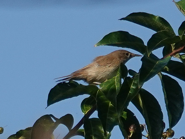Marsh Warbler