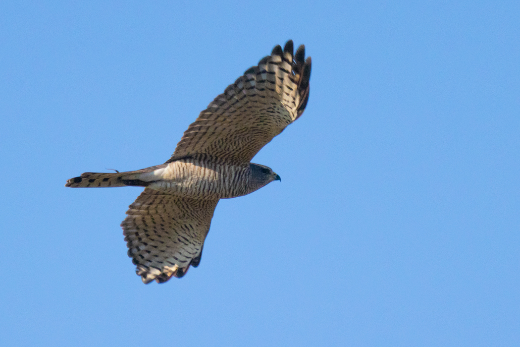 Levant Sparrowhawk