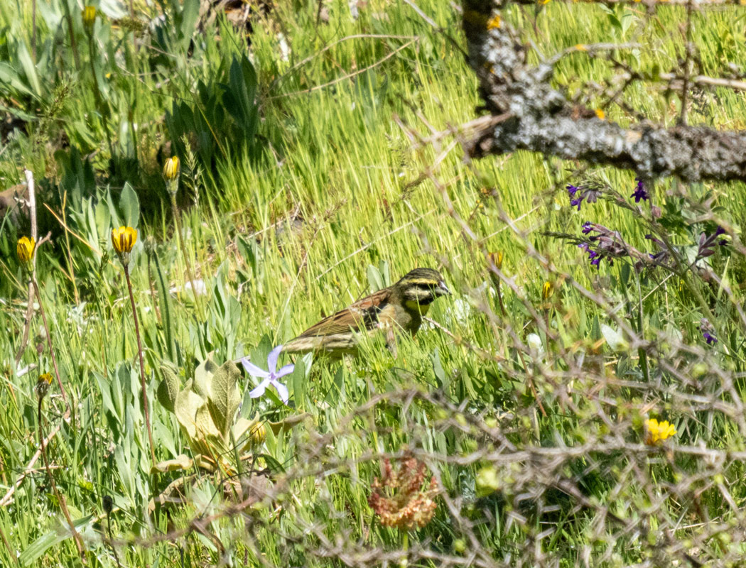 Cirl Bunting
