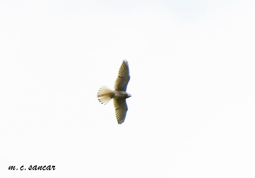 Common Kestrel