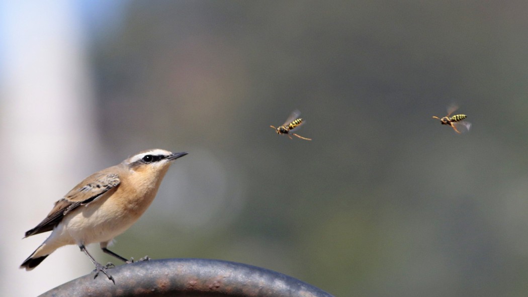 Northern Wheatear