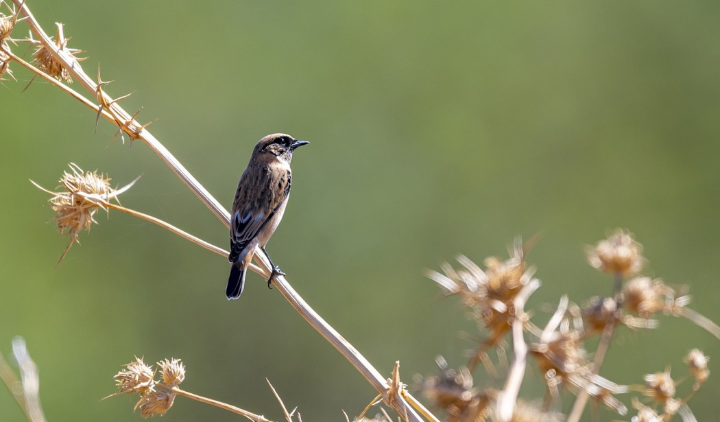 Siberian Stonechat