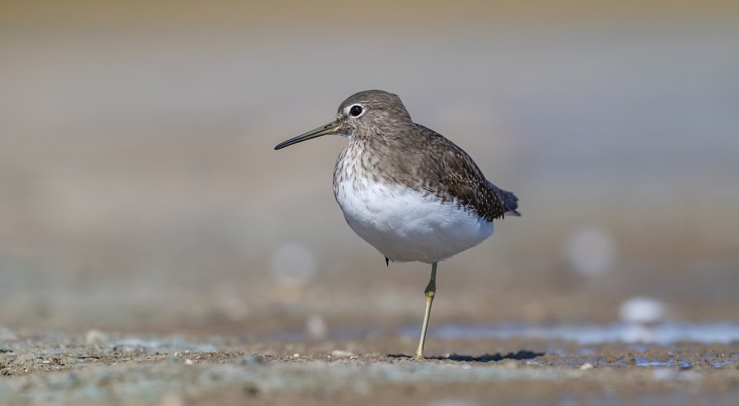 Green Sandpiper