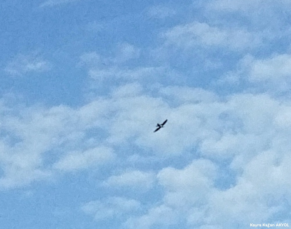 Alpine Swift