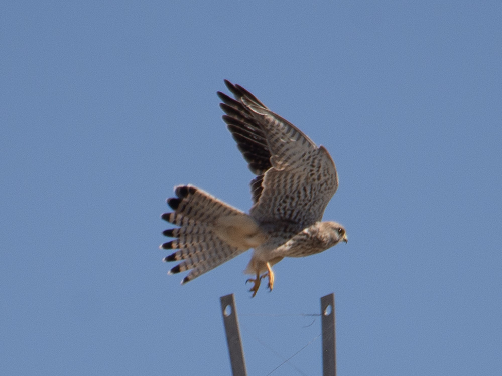 Common Kestrel