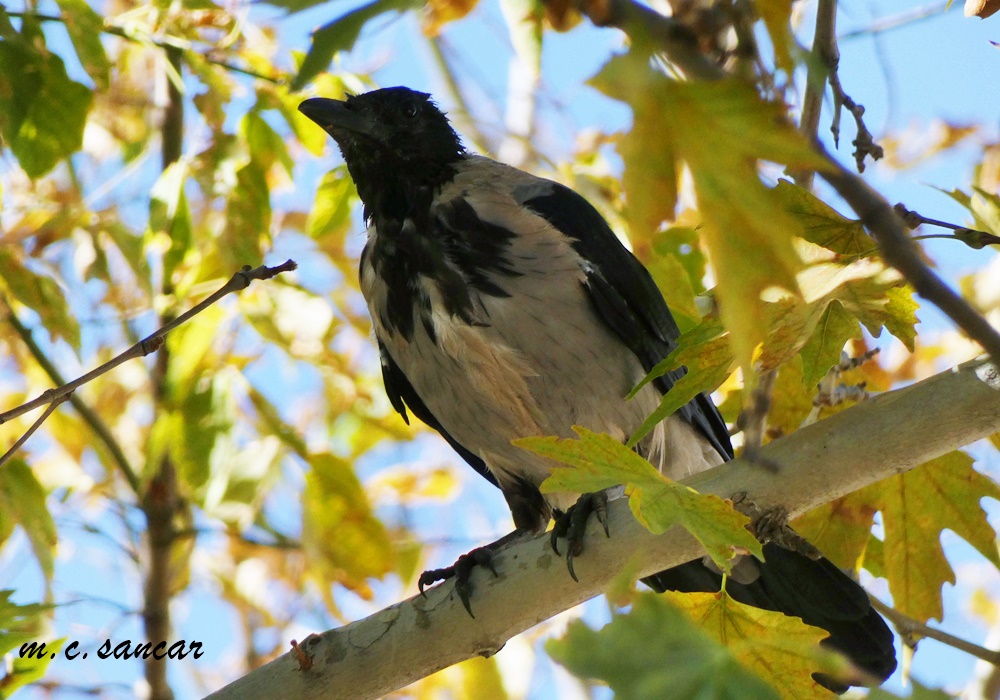 Hooded Crow