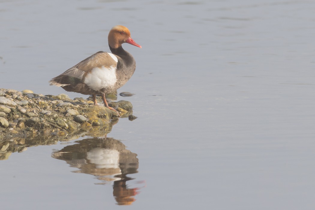 Red-crested Pochard
