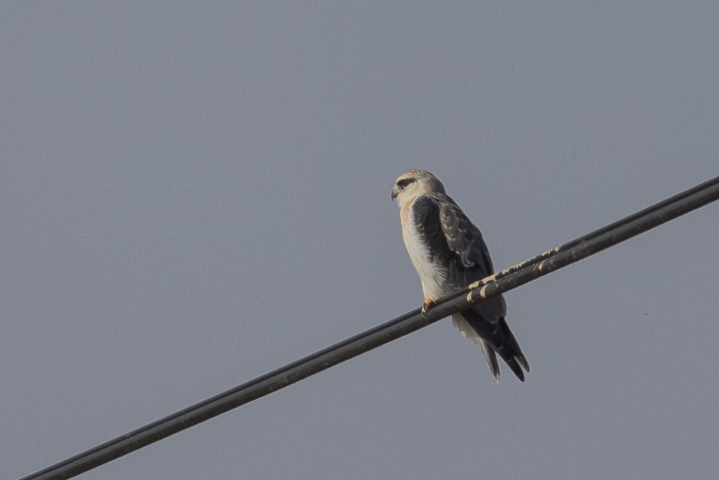 Black-winged Kite