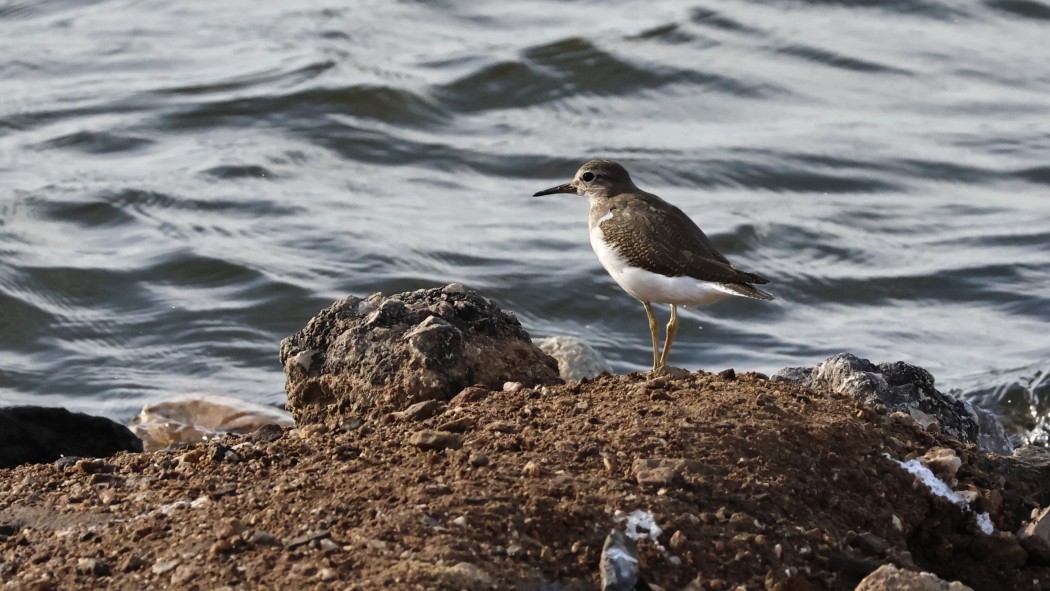 Common Sandpiper