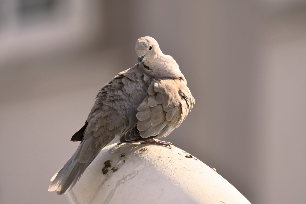 Eurasian Collared Dove