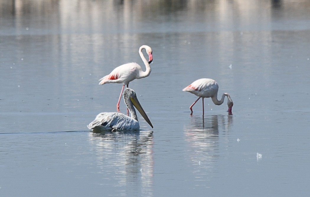 Dalmatian Pelican