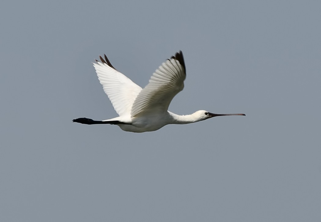Eurasian Spoonbill