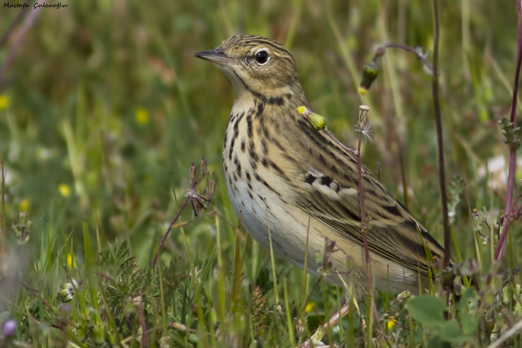 Tree Pipit