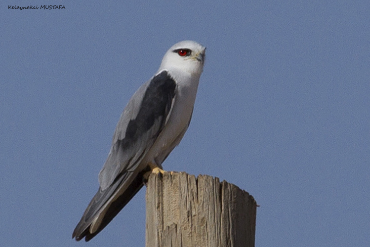 Black-winged Kite