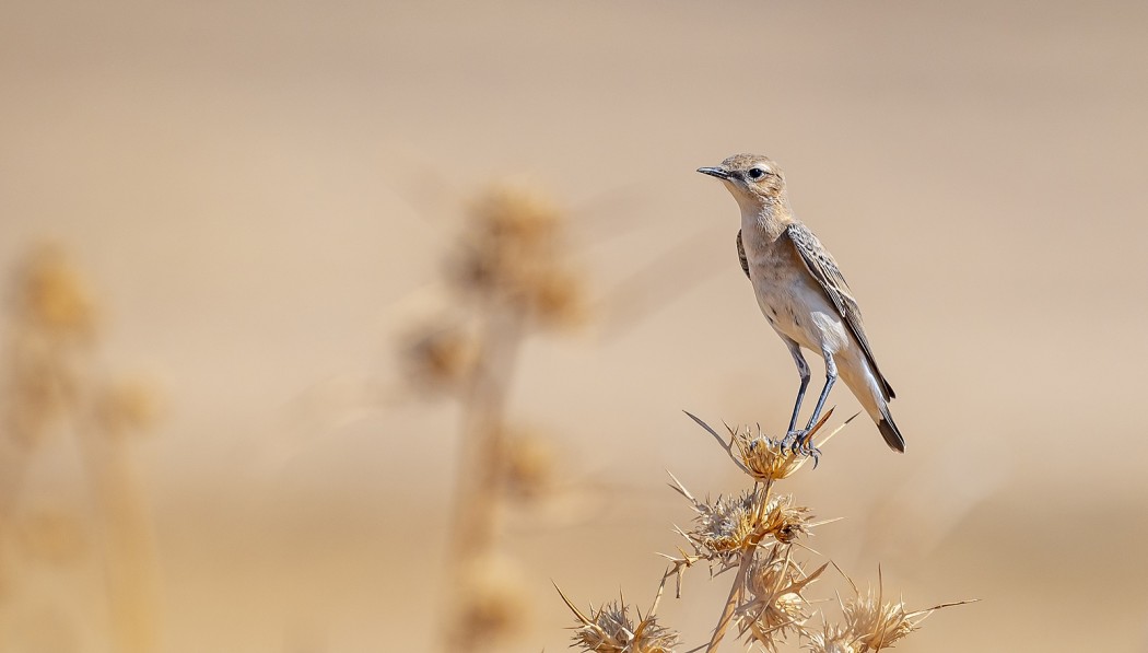 Northern Wheatear