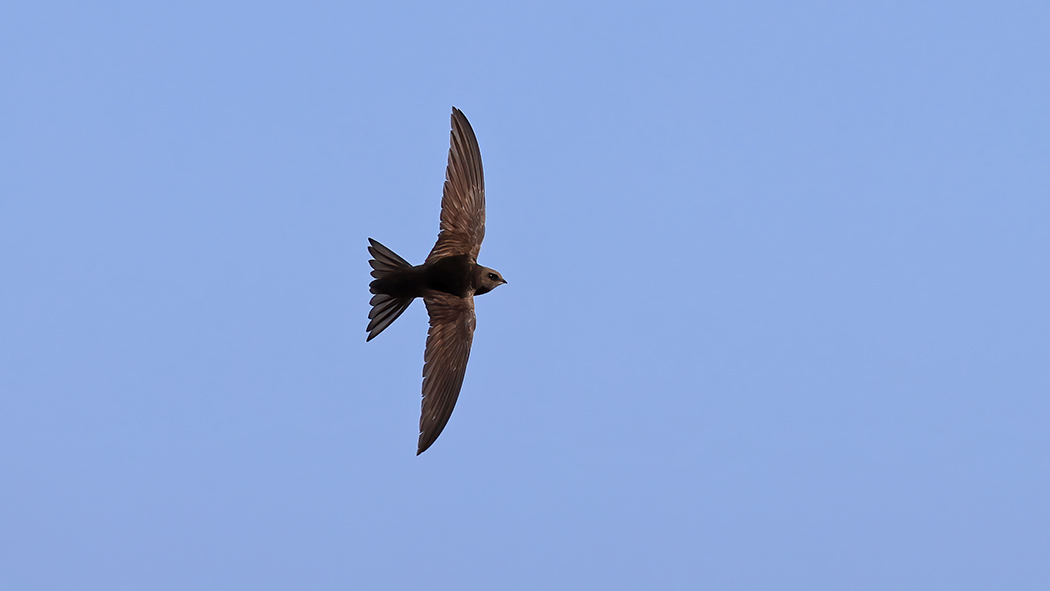Common Swift