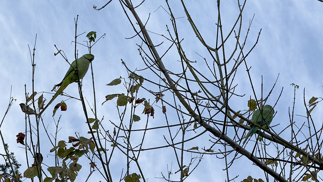 Rose-ringed Parakeet