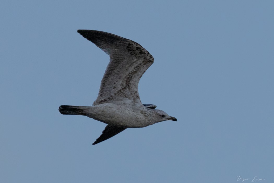 Armenian Gull