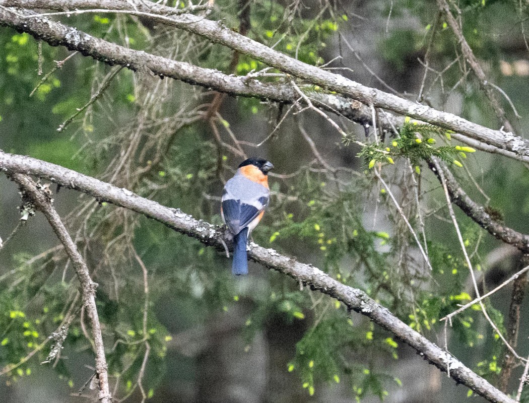 Eurasian Bullfinch