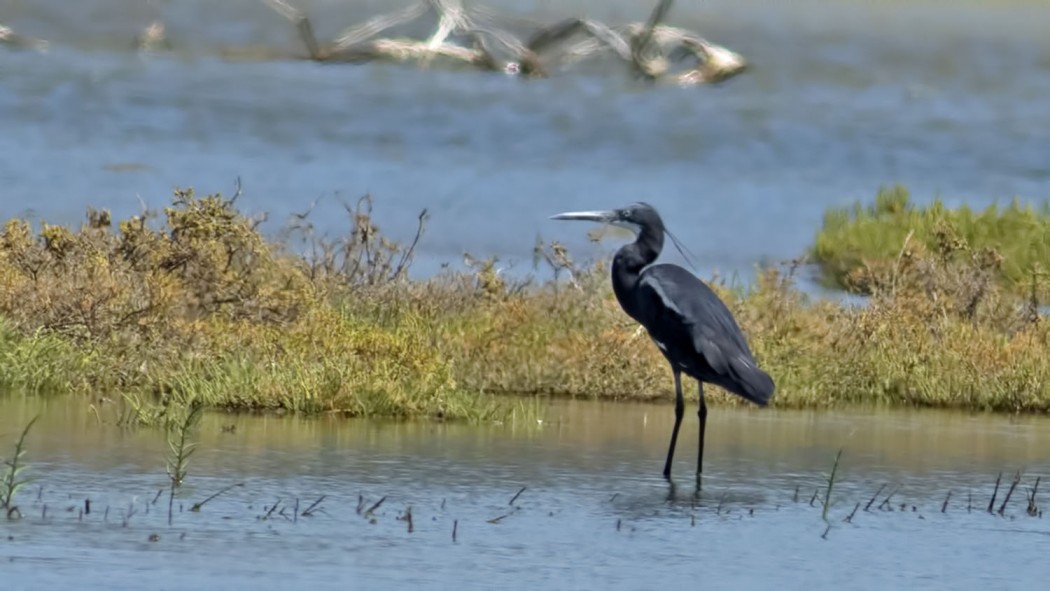 Western Reef Heron