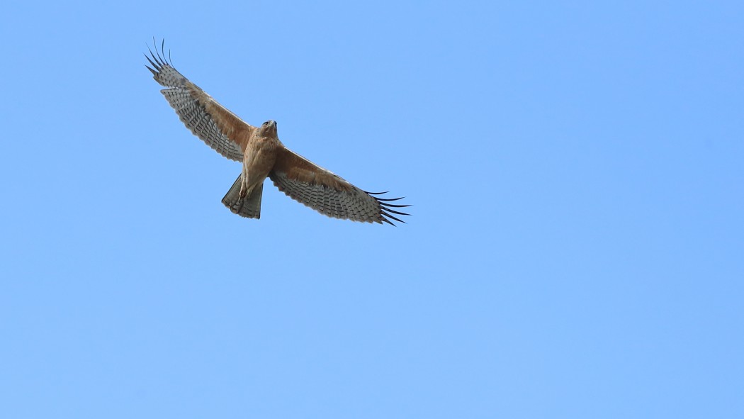 Bonelli`s Eagle