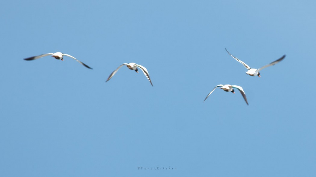 Common Shelduck