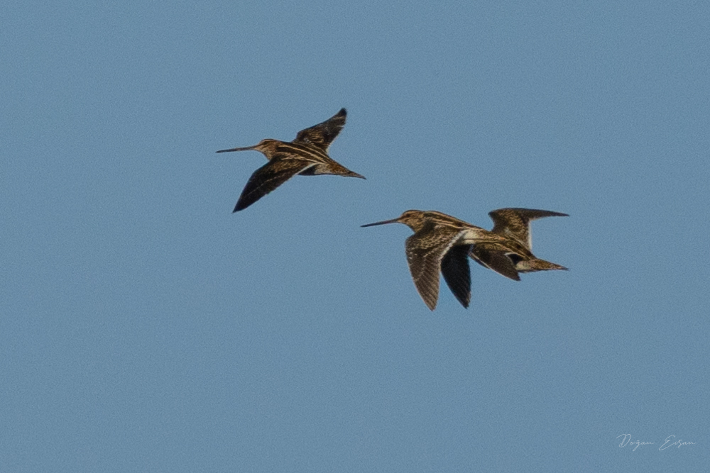 Common Snipe