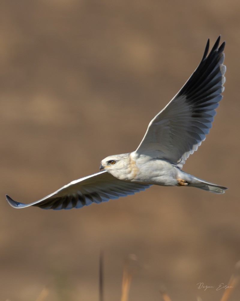 Black-winged Kite