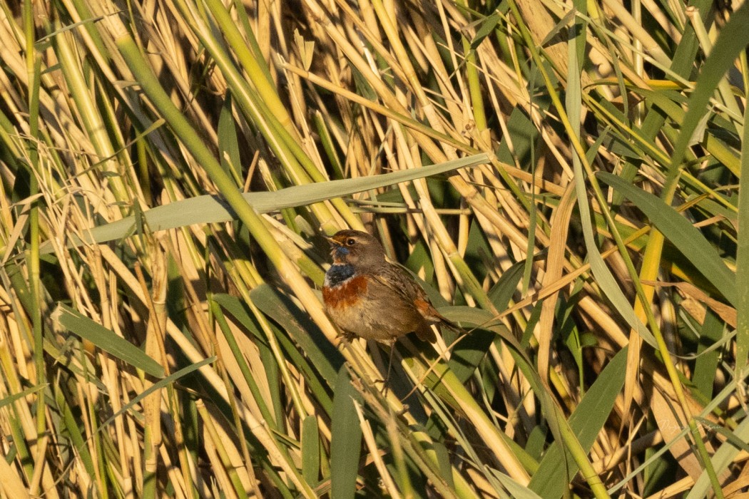 Bluethroat