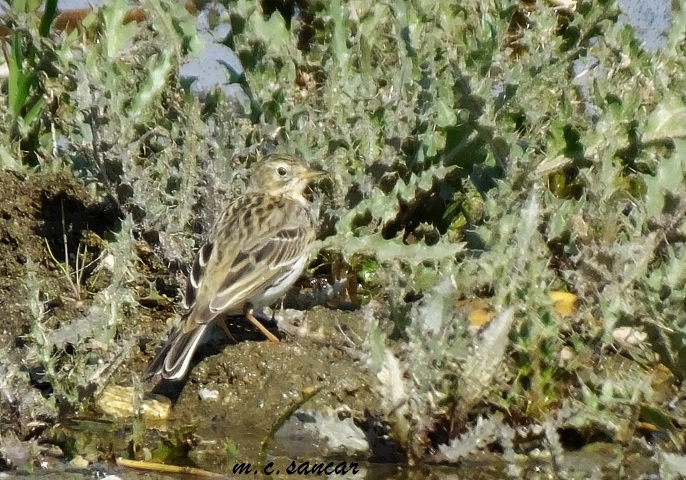 Meadow Pipit