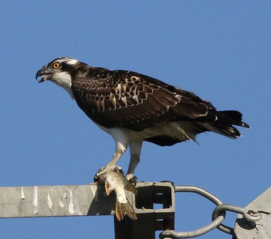 Osprey
