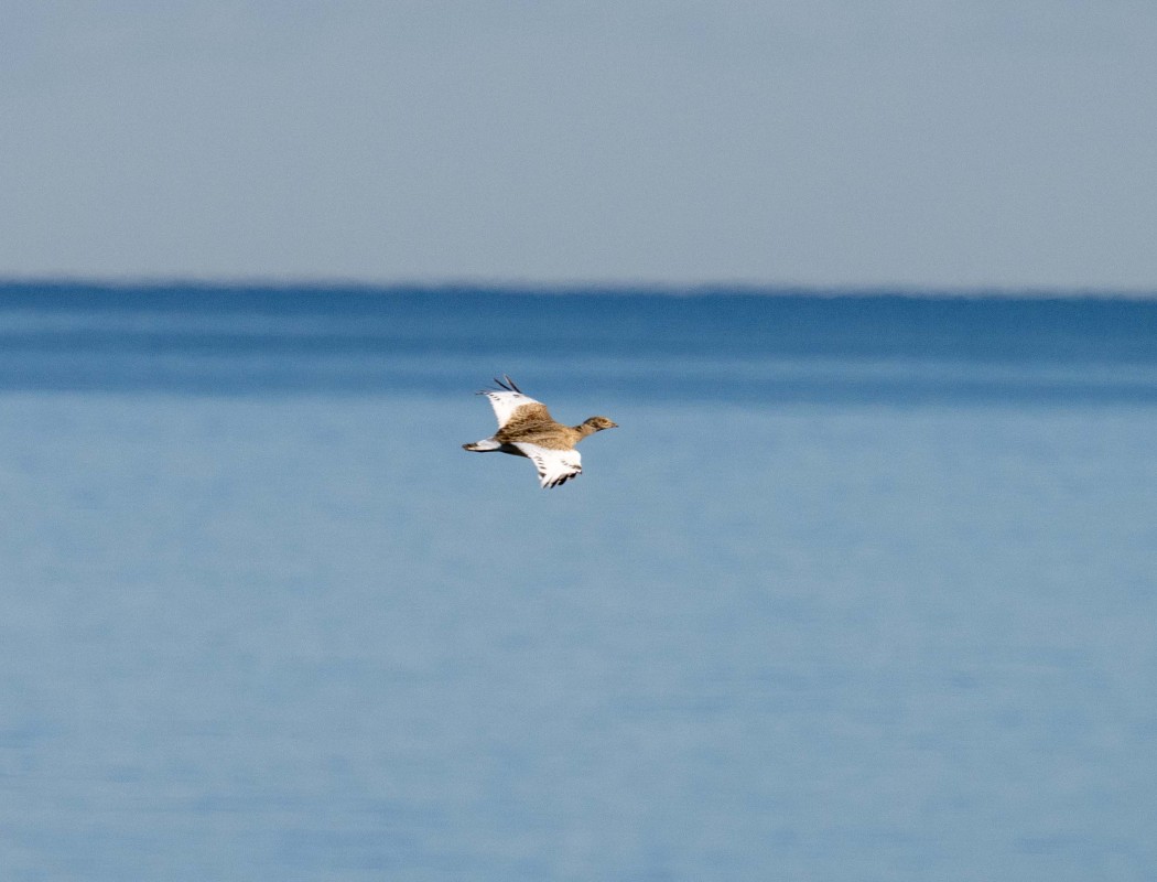 Little Bustard