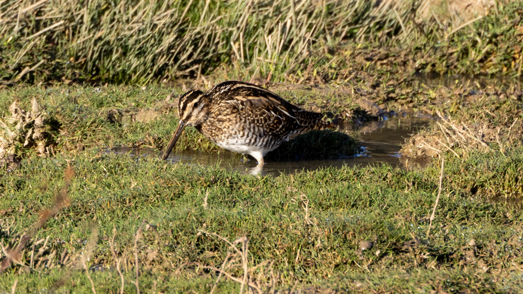 Common Snipe