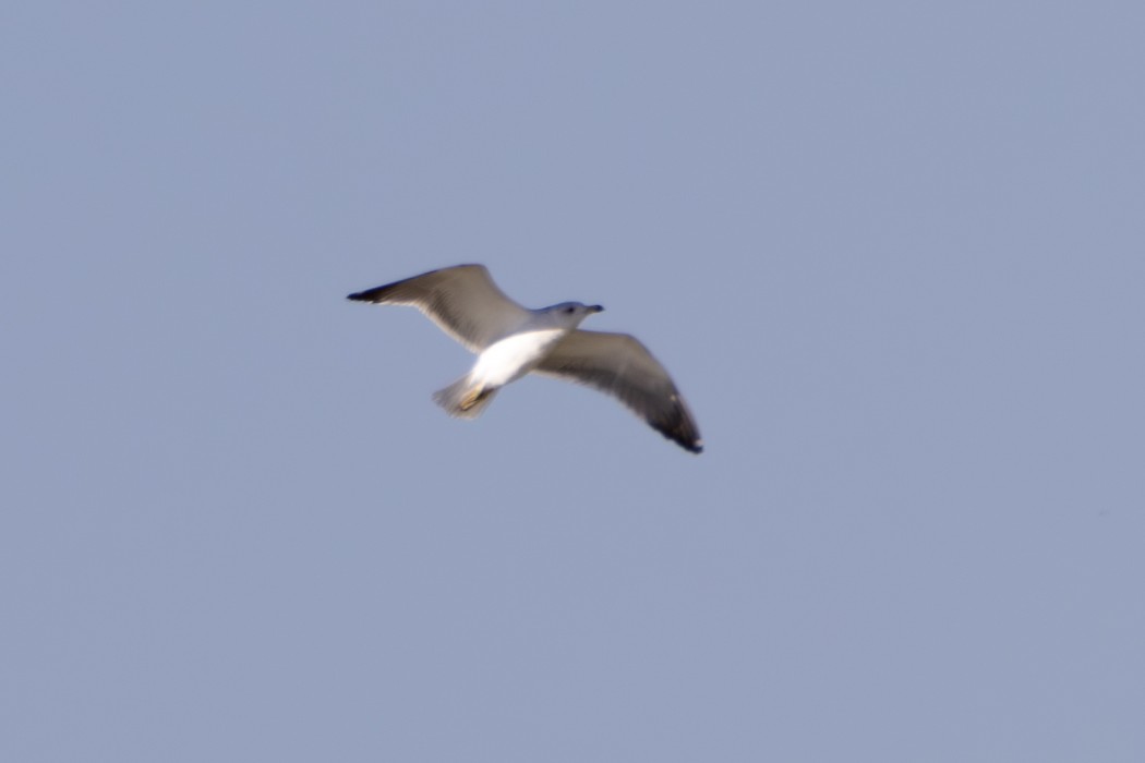 Armenian Gull