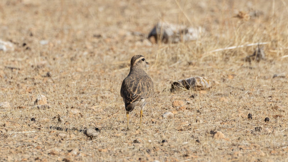Eurasian Dotterel
