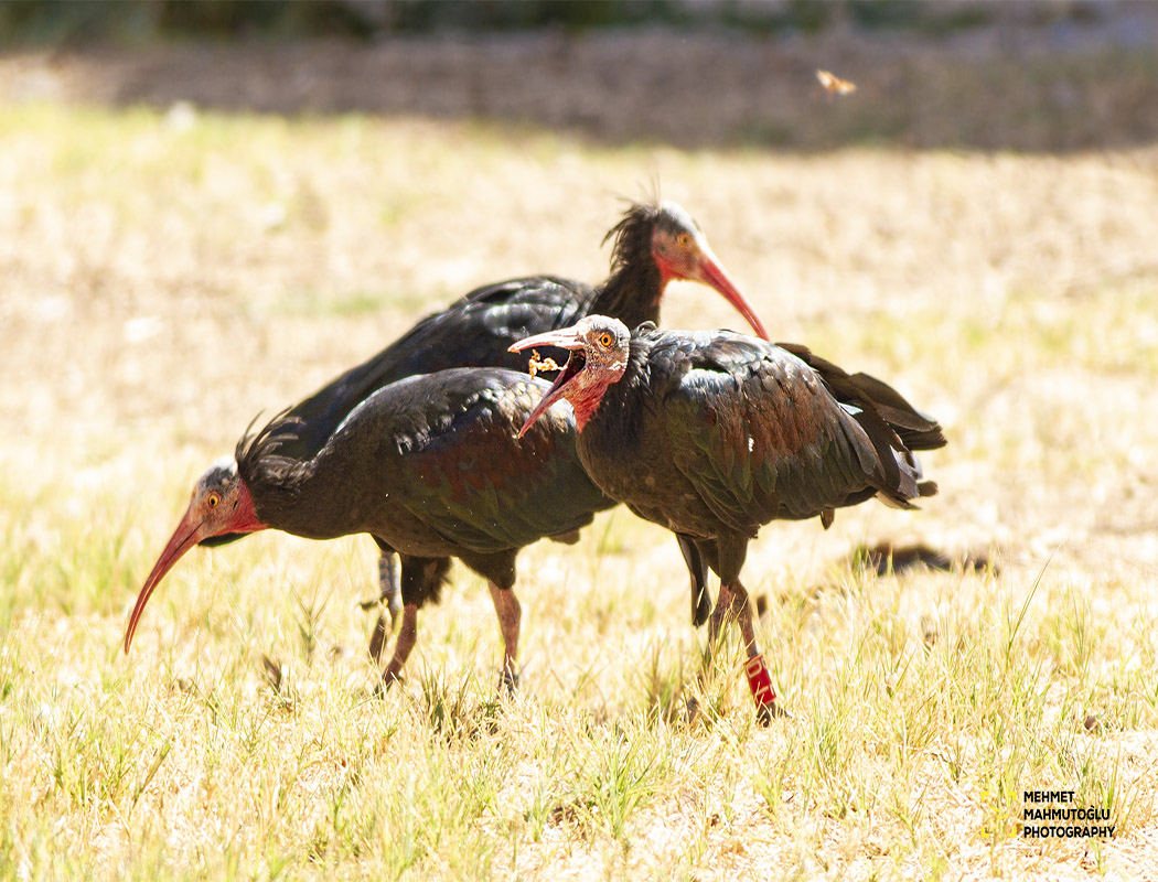 Northern Bald Ibis