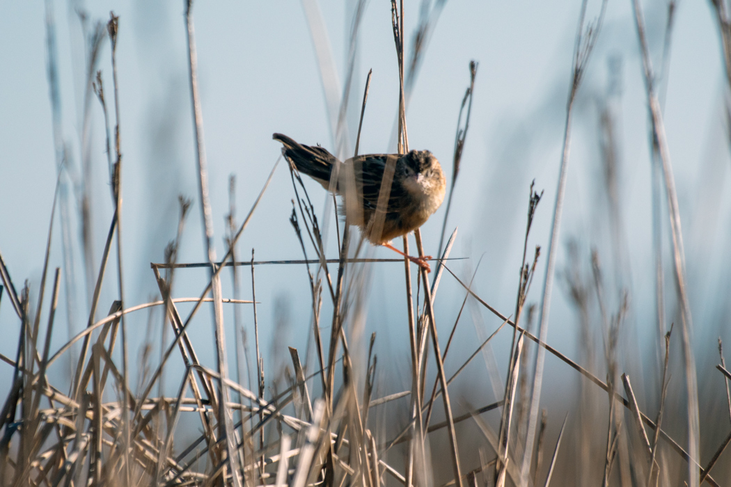 Zitting Cisticola