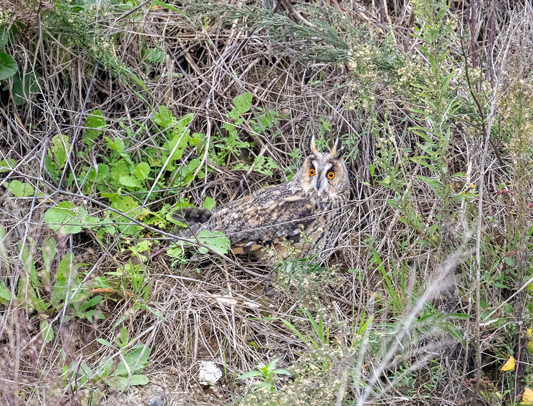 Long-eared Owl