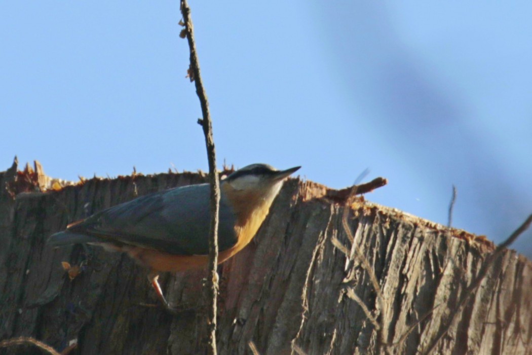 Eurasian Nuthatch