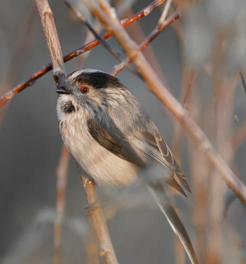 Long-tailed Tit