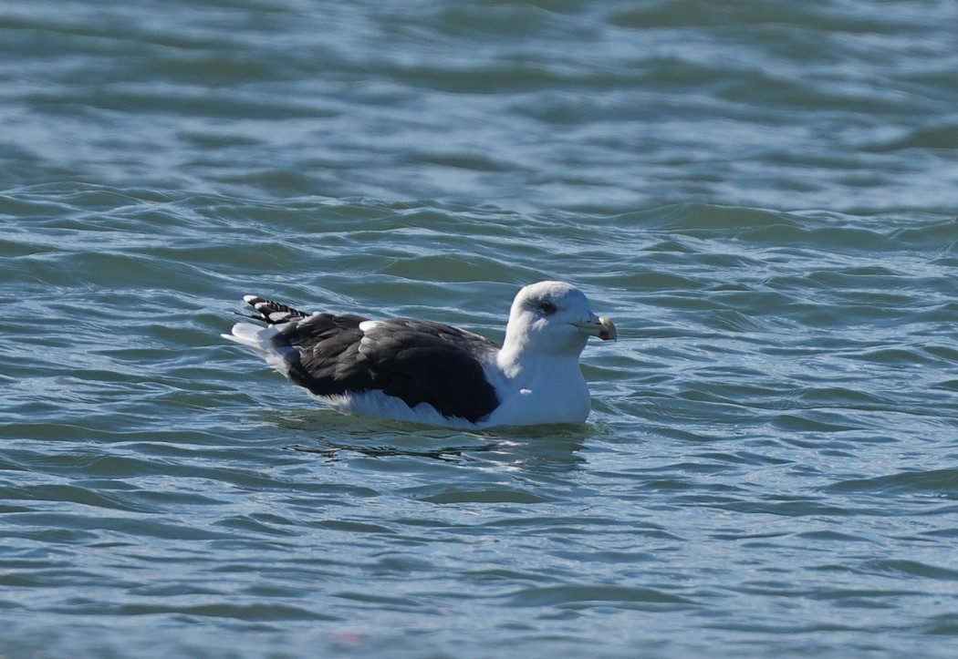 Great Black-backed Gull