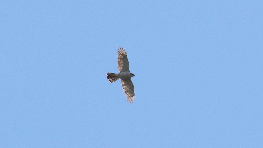 Eurasian Goshawk